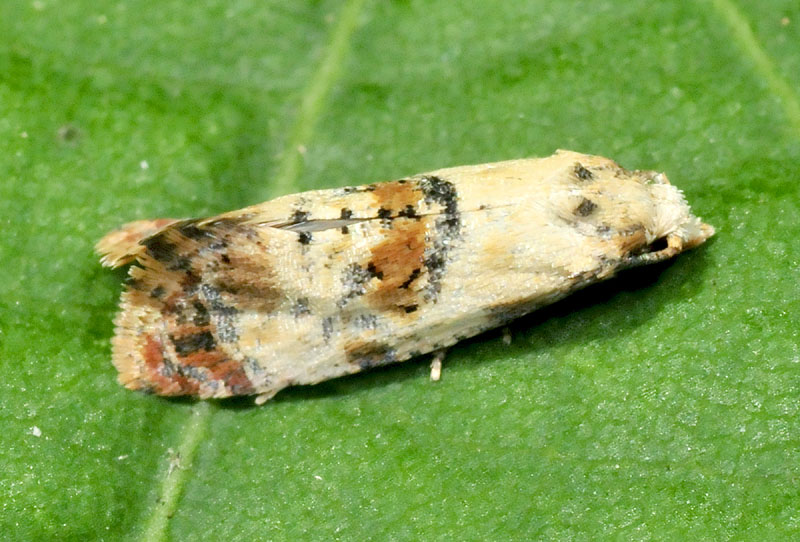 Tortricidae - Cochylis hybridella